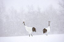 Japanese / Red-crowned crane (Grus japonensis) two cranes in a snow-covered landscape, Tsurui, Kushiro-Shitsugen National Park, Hokkaido, Japan