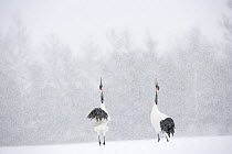 Japanese / Red-crowned crane (Grus japonensis) pair displaying, calling, in snow, Tsurui, Kushiro-Shitsugen National Park, Hokkaido, Japan