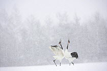 Japanese / Red-crowned crane (Grus japonensis) pair displaying, calling, in snow, Tsurui, Kushiro-Shitsugen National Park, Hokkaido, Japan