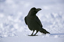 Large-billed / Jungle crow (Corvus macrorhynchos), on snow, Lake Furen, Nemuro, Hokkaido, Japan