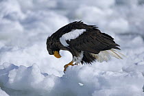 Steller's Sea Eagle (Haliaeetus pelagicus) on drift ice, Shiretoko, Hokkaido, Japan