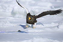 Steller's Sea Eagle (Haliaeetus pelagicus) adult landing on snow-covered drift ice, Shiretoko, Hokkaido, Japan