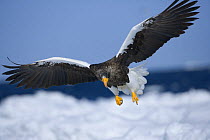 Steller's Sea Eagle (Haliaeetus pelagicus) adult flying, about to land on drift ice, Shiretoko, Hokkaido, Japan
