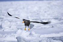 Steller's Sea Eagle (Haliaeetus pelagicus) adult flying, about to land on drift ice, Shiretoko, Hokkaido, Japan
