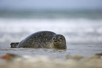 Common / Harbour Seal (Phoca vitulina) on beach, Helgoland, North Sea, Germany