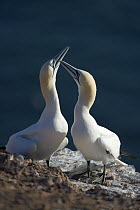 Northern gannet (Morus bassanus) pair displaying at nesting place, Helgoland, North Sea, Germany