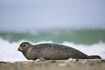 Common / Harbour Seal (Phoca vitulina) on beach, Helgoland, North Sea, Germany