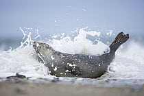 Common / Harbour Seal (Phoca vitulina) in surf on beach, Helgoland, North Sea, Germany