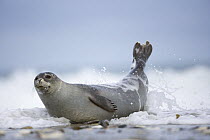 Common / Harbour Seal (Phoca vitulina) in surf on beach, Helgoland, North Sea, Germany