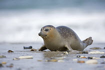 Common / Harbour Seal (Phoca vitulina) moving up the beach, Helgoland, North Sea, Germany