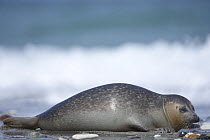 Common / Harbour Seal (Phoca vitulina) resting on beach, Helgoland, North Sea, Germany