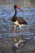 Black Stork (Ciconia nigra) adult standing in water, Bulgaria