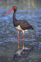 Black Stork (Ciconia nigra) adult standing in water, Bulgaria