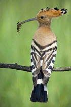 Hoopoe (Upupa epops) perched with a mole cricket as prey for its chicks, Bulgaria