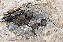 Mediterranian horseshoe bats (Rhinolophus euryale) roosting in cave, Bulgaria