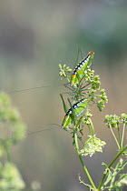 Bushcricket (Poecilimon sp) male and female pair on plant, Muselievo, Bulgaria