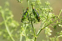 Bushcricket (Poecilimon sp) male and female pair on plant, Muselievo, Bulgaria