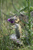 European ground squirrel / Souslik (Spermophilus / Citellus citellus) feeding on a flower, Bulgaria