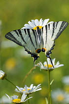 Scarce swallowtail (Iphiclides podalirius) Romania