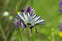 Scarce swallowtail butterfly (Iphiclides podalirius) Romania