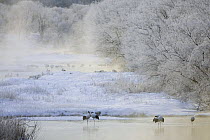 Japanese / Red-crowned crane (Grus japonensis), flock standing in water of the Setsuri-River, where they rest for the night, Kushiro-Shitsugen National Park, Hokkaido, Japan