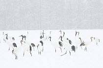 Japanese / Red-crowned crane (Grus japonensis) flock in snow, Tsurui, Kushiro-Shitsugen National Park, Hokkaido, Japan