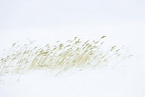 Common Reed (Phragmites australis / communis) in snow, Lake Furen, Hokkaido, Japan