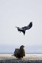 Jungle crow {Corvus macrorhynchos} attacking a White-tailed sea eagle (Haliaeetus albicilla) Shiretoko, Hokkaido, Japan