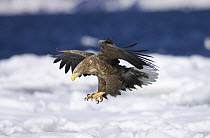 White-tailed Sea Eagle (Haliaeetus albicilla) adult flying, landing on drift ice, Shiretoko, Hokkaido, Japan
