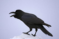 Jungle / Large-billed crow (Corvus macrorhynchos) adult calling, Shiretoko, Hokkaido, Japan