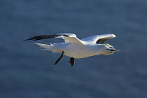 Northern gannet (Morus bassanus) adult flying with head at an angle, Helgoland, North Sea, Germany