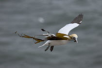 Northern gannet (Morus bassanus) adult flying carrying kelp for nesting material, Helgoland, North Sea, Germany