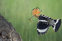 Hoopoe (Upupa epops) adult flying carrying insect prey to nest, Bulgaria