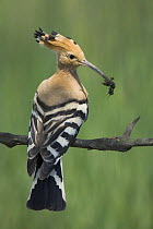 Hoopoe (Upupa epops) adult perched with mole cricket prey for its chicks, Bulgaria