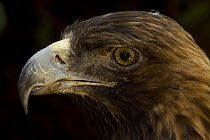 Golden eagle (Aquila chrysaetos) Portrait, Captive, USA