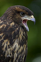 Harris' hawk (Parabuteo unicinctus) juvenile calling, captive, USA