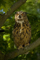 Eagle owl (Bubo bubo) perched in tree, Europe, Captive