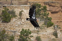 California condor (Gymnogyps californianus) flying, Grand Canyon - Vermillion cliffs area, Arizona, USA, Endangered