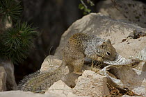 Rock Squirrel (Spermophilus variegatus) with snake skin, studies suggest that certain squirrels use odour of shed snakeskins to mask their own odour, Arizona, USA