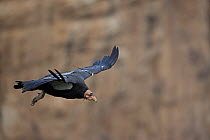 California Condor (Gymnogyps californianus) soaring, mature adult, Arizona, USA, Endangered