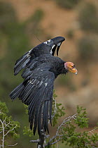 California Condor (Gymnogyps californianus) perched, mature adult, Arizona, USA, Endangered