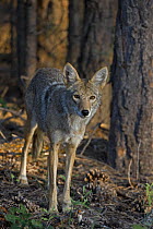 Coyote {Canis latrans} Grand Canyon National Park, Arizona, USA