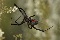 Western black widow spider (Latrodectus hesperus)  female on web, Arizona, USA