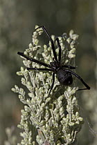 Western black widow spider (Latrodectus hesperus)  female on plant, Arizona, USA
