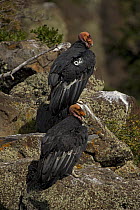 California condor {Gymnogyps californianus} immature males perched on rock, Utah, USA, Endangered, raised in captivity and released into the wild.