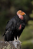 California condor {Gymnogyps californianus} perched on rock, Utah, USA, Endangered, immature male raised in captivity and released into the wild.