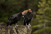 California condor {Gymnogyps californianus} immature males interacting, perched on rock, Utah, USA, Endangered, raised in captivity and released into the wild.