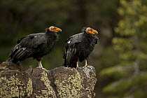 California condor {Gymnogyps californianus} immature males perched on rock, Utah, USA, Endangered, raised in captivity and released into the wild.
