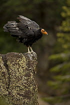 California condor {Gymnogyps californianus} perched on rock, Utah, USA, Endangered, immature male raised in captivity and released into the wild.