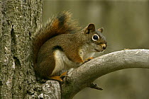 North american red squirrel {Tamiansciurus hudsonicus} USA
